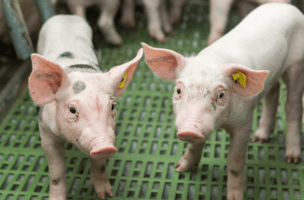 Dorsal fat reduction in pigs: nature has the solution