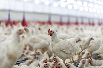 Importance of the use of liver protectors in the production output of broilers