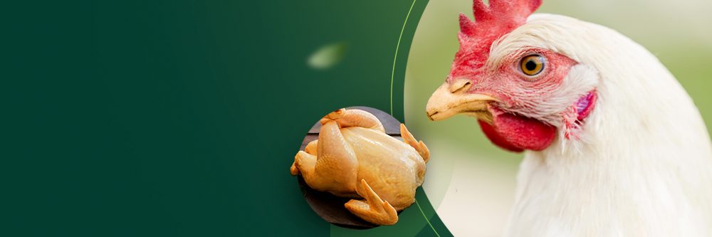 Pigmentación en pollo méxicano