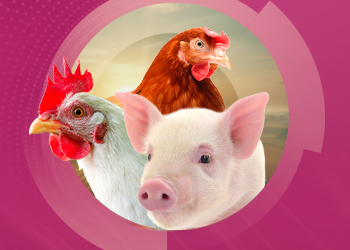 Descubra o impacto do estresse na saúde hepática de suínos e aves
