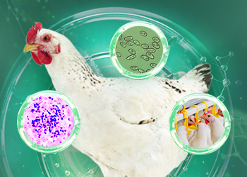 Guide to the prevention and treatment of coccidiosis in poultry: part 1