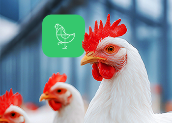 Guide to the prevention and treatment of coccidiosis in poultry: part 1