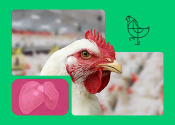 LivoLiv 250® modulación efectiva y pieza clave en la regeneración hepática y optima pigmentación en avicultura