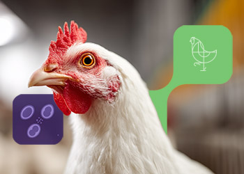 Coccidiosis in poultry: an ongoing challenge in poultry farming
