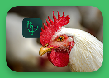 Can a natural alternative replace synthetic choline chloride in broiler chickens?