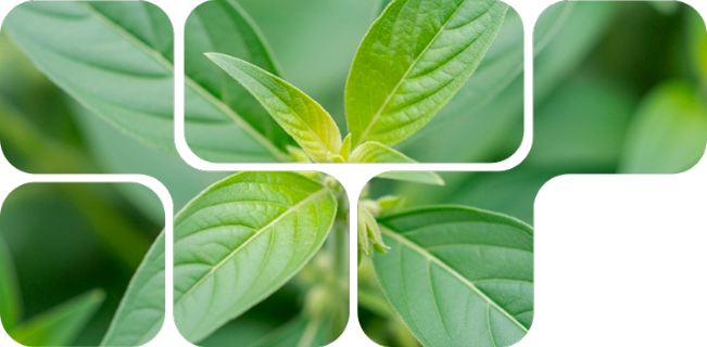 LivoLiv 250™, natural metabolic accelerator for animals
