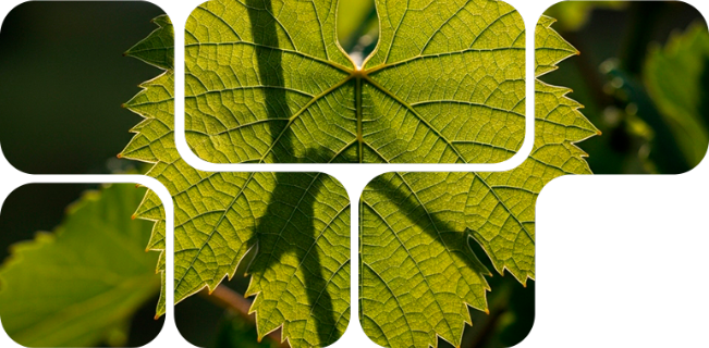 Natural antioxidant for productivity and profitability