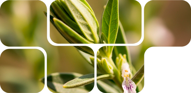 OptiMethione™, natural optimizer of methionine metabolism