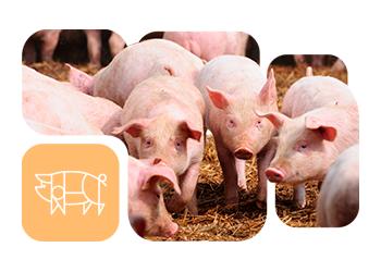 Nuproxa Brasil e 88 Agro-Vetech firmam parceria estratégica e lançam produto para suinocultura no SBBS 2025