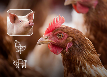 Polyherbal products: an effective and safe alternative to choline chloride in animal nutrition  