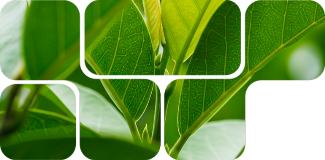 C-Power™, complejo poliherbal para la producción animal