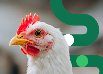 Combined and natural strategies to reduce the risk of coccidiosis in poultry 