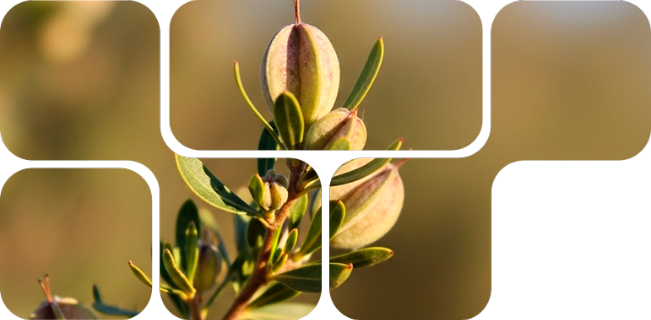 Natu-B4®, modulador natural do metabolismo energético