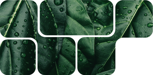 NuxaSan 500™, integridade intestinal por via natural