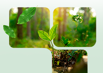 FAMI-QS: A Commitment to Quality that unites Nuproxa Switzerland and its Affiliates in Latin America