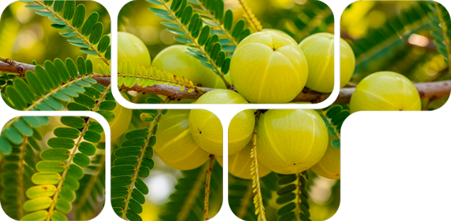 iNuxA-VC™, natural source of vitamin C for feed formulation