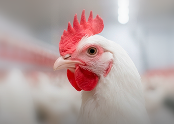 5 factors affecting the efficiency of anticoccidial medications in poultry production